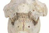 Fossil Oreodont (Leptauchenia) Skull - South Dakota #249245-8